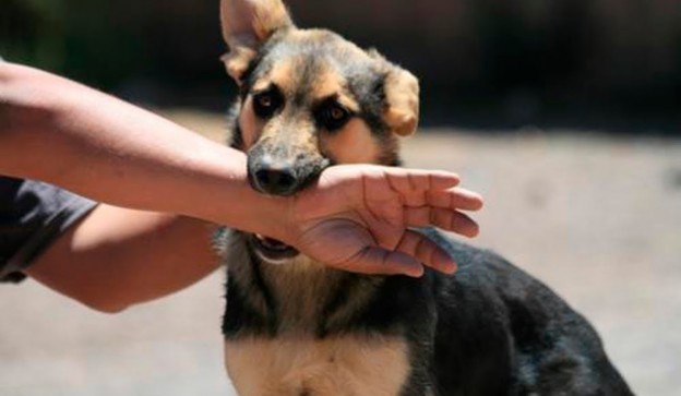El Mejor Bufete Jurídico de Abogados en Español Especializados en Lesiones por Mordidas de Perro o Mascotas en South Gate California